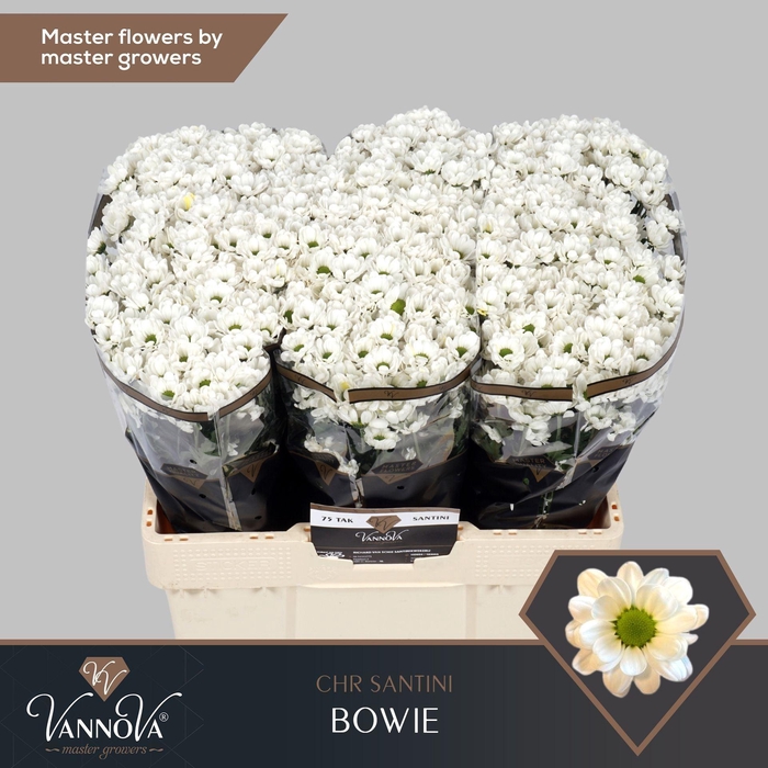 <h4>Chr San AAA Bowie</h4>