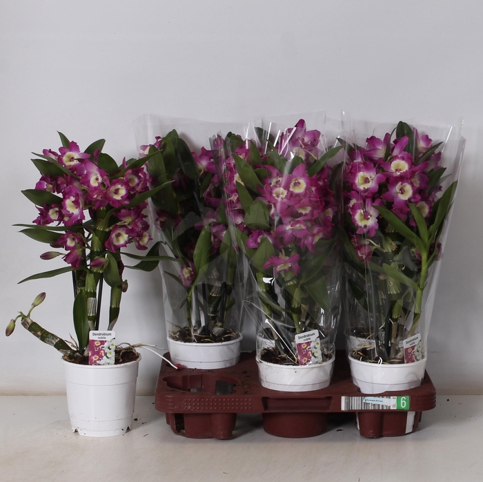 <h4>DEND NOBILE</h4>