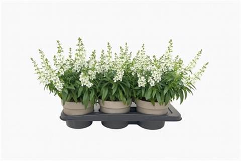 <h4>ANGELONIA WHITE P17</h4>