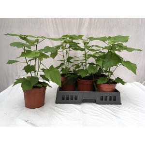 Sparrmannia africana