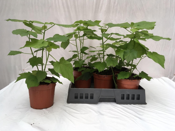 <h4>Sparrmannia africana</h4>