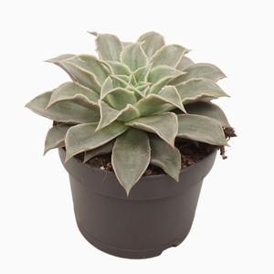 Echeveria