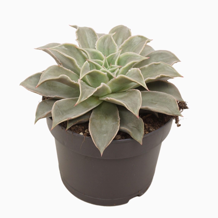 <h4>Echeveria</h4>