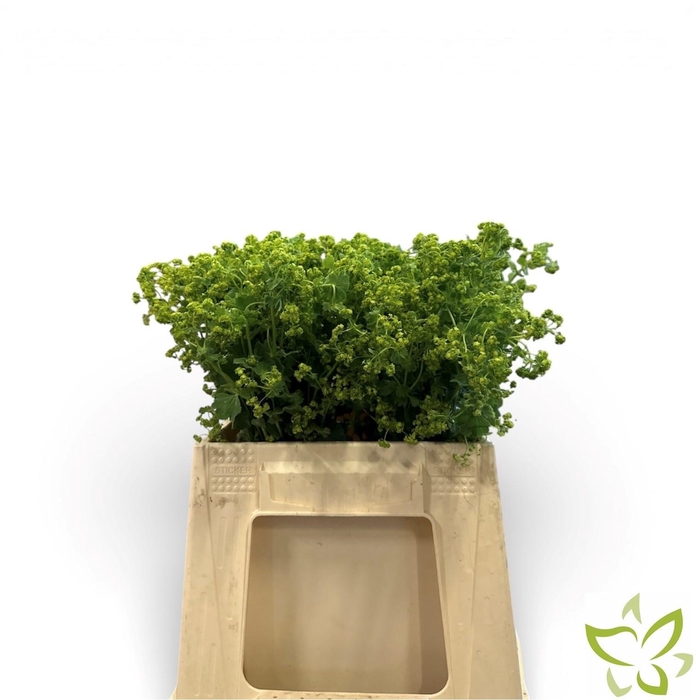 <h4>ALCHEM M ROBUSTICA</h4>