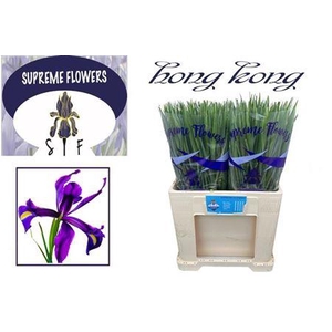 Iris Hong Kong