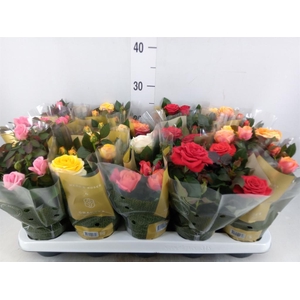 Rosa  'Kordana Grande'   ...mix