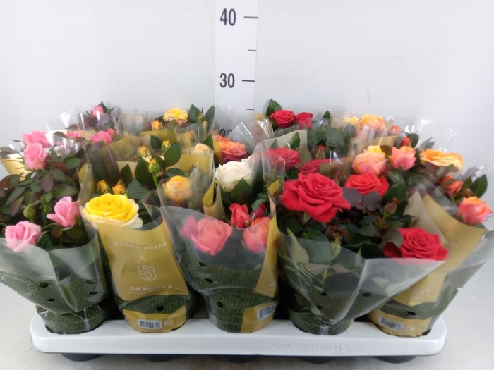 <h4>Rosa 'Kordana Grande' ...mix</h4>