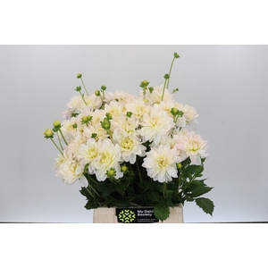 Dahlia White Onesta