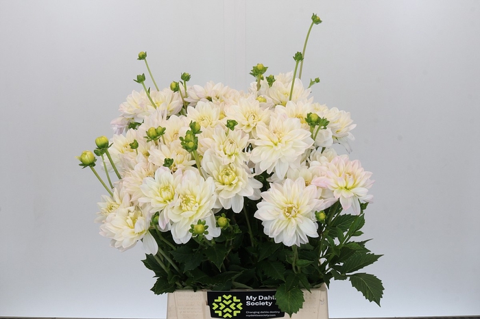 <h4>Dahlia White Onesta</h4>