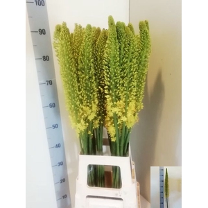 EREMURUS STENOPHYLLU