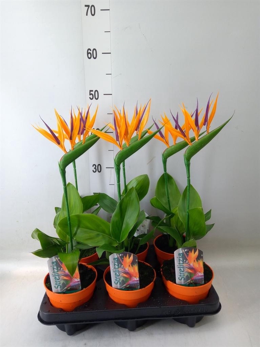 <h4>Arr. Strelitzia L%</h4>