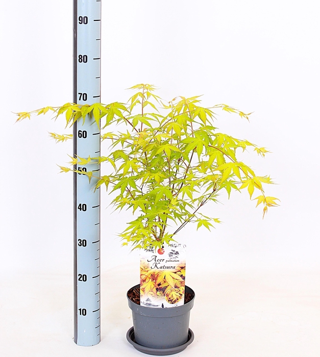 <h4>ACER PA KATSURA</h4>