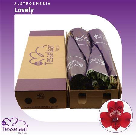 <h4>Alstroemeria Lovely | Heavy Quality</h4>