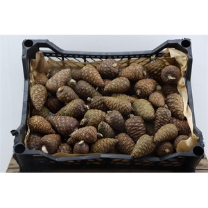 Pinea Mini Naturel X75 Crate