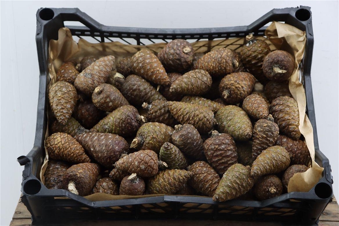 <h4>Pinea Mini Naturel X75 Crate</h4>