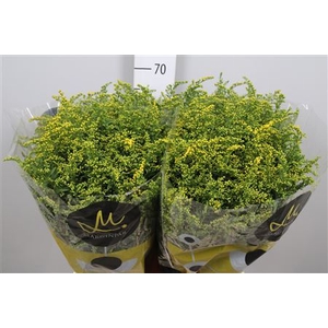 Solidago  'Carzan Glory'