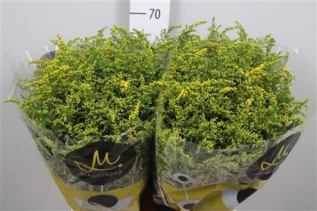 <h4>Solidago  'Carzan Glory'</h4>