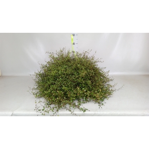 Muehlenbeckia com. 'Mao'ri'