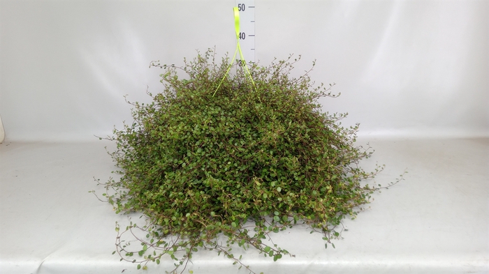 <h4>Muehlenbeckia com. 'Mao'ri'</h4>