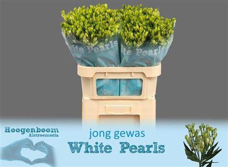 <h4>Alst Fl White Pearls</h4>