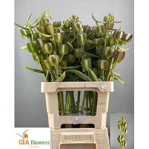 Fritillaria Overig Aert
