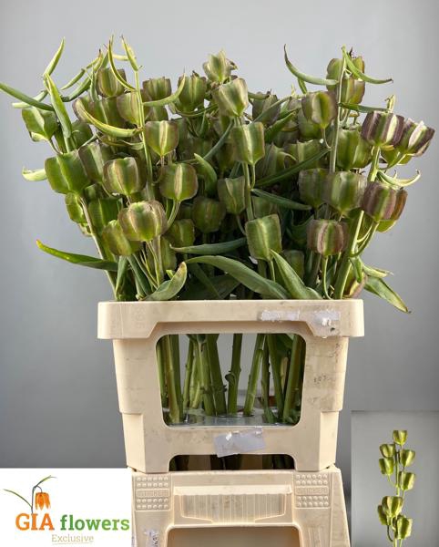 <h4>Fritillaria Overig Aert</h4>
