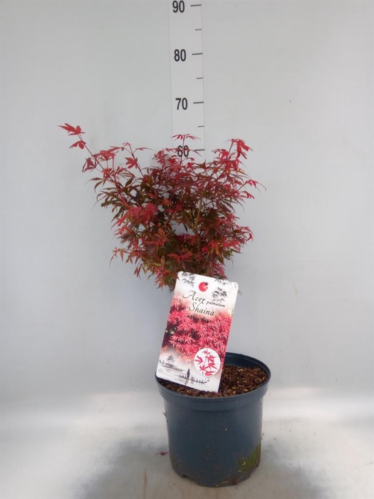 <h4>Acer palmatum 'Shaina'</h4>