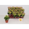 Kalanchoe Rosalie Amarillo 7Ø 15cm