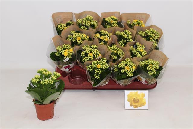 Kalanchoe Rosalie Amarillo 7Ø 15cm