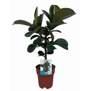 Ficus elastica Cloe (Peat Free / Veenvrij)
