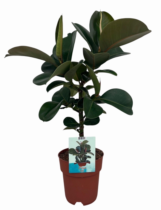 <h4>Ficus elastica Cloe (Peat Free / Veenvrij)</h4>