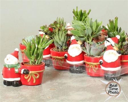 arr8 Succ Gem In X-mas Mix Keramiek