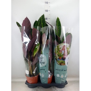 Calathea warscewiczii