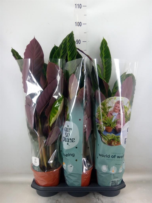 <h4>Calathea warscewiczii</h4>
