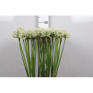 Allium Mount Everest