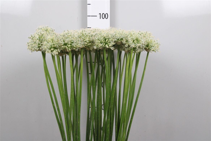 <h4>Allium Mount Everest</h4>