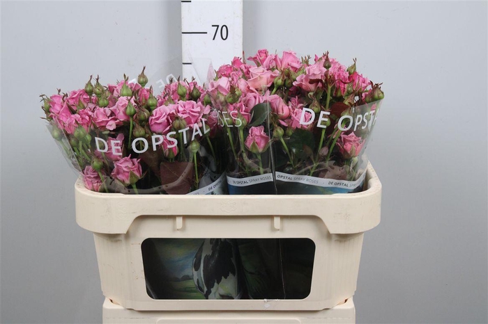 <h4>R Tr A-lady</h4>