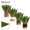 Sansevieria Zeylanica Fan 9 cm in Frederique (Rich love-collecti