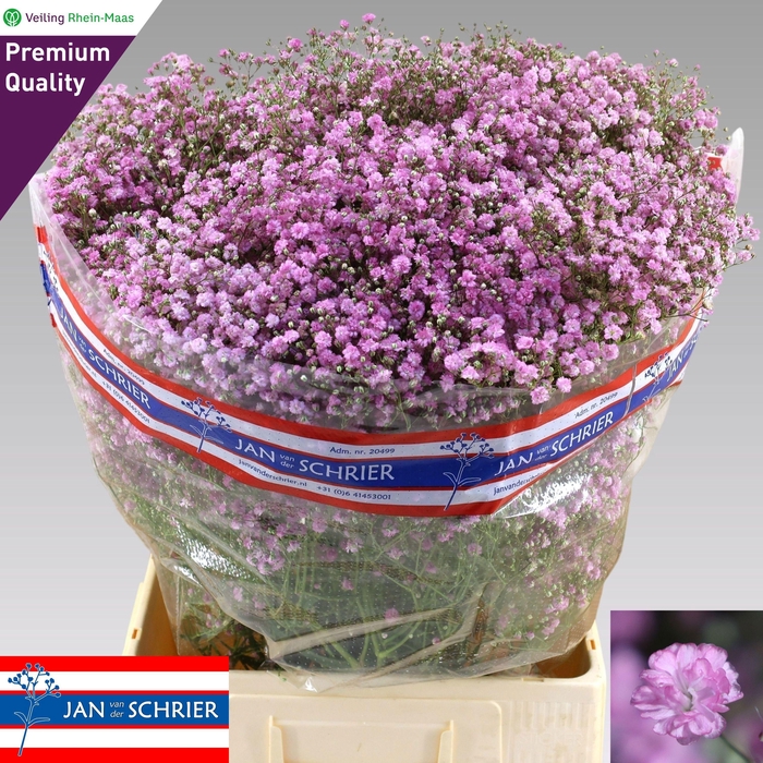 <h4>GYPS PA MY PINK 55gr</h4>