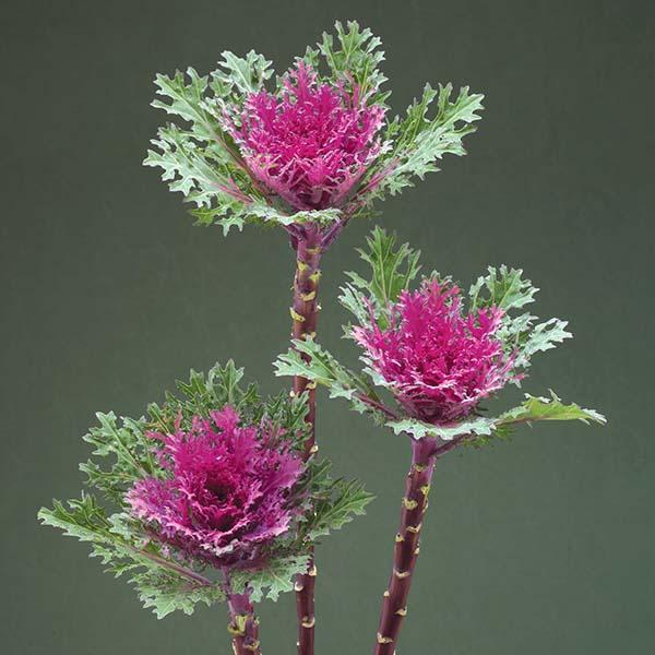 <h4>BRASSICA OLER. 'CRANE QUEEN'</h4>