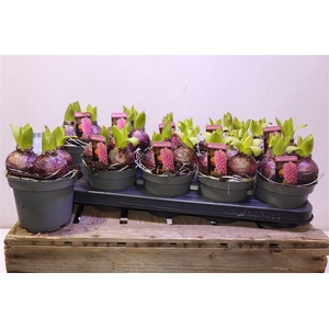 arr8 Hyacin Pink Pearl