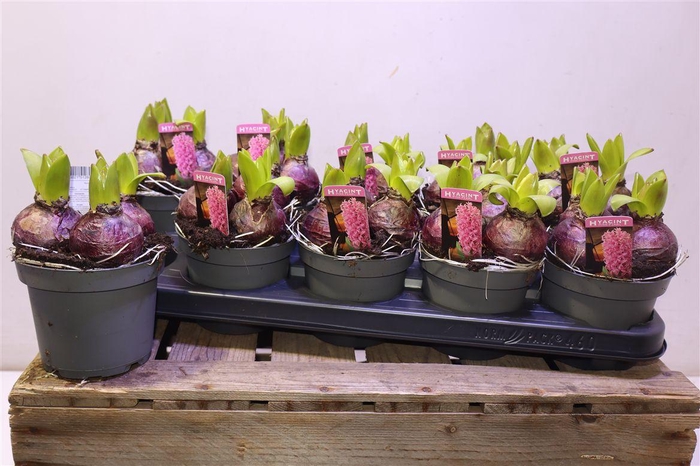 <h4>arr8 Hyacin Pink Pearl</h4>