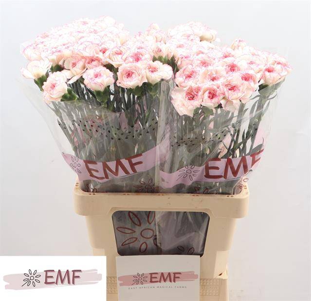 <h4>DI ST PASTEL DAMASCU PINK x 20</h4>
