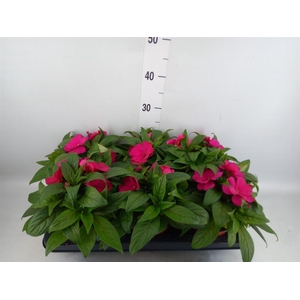 Impatiens NG 'ColPow Purple Blue'