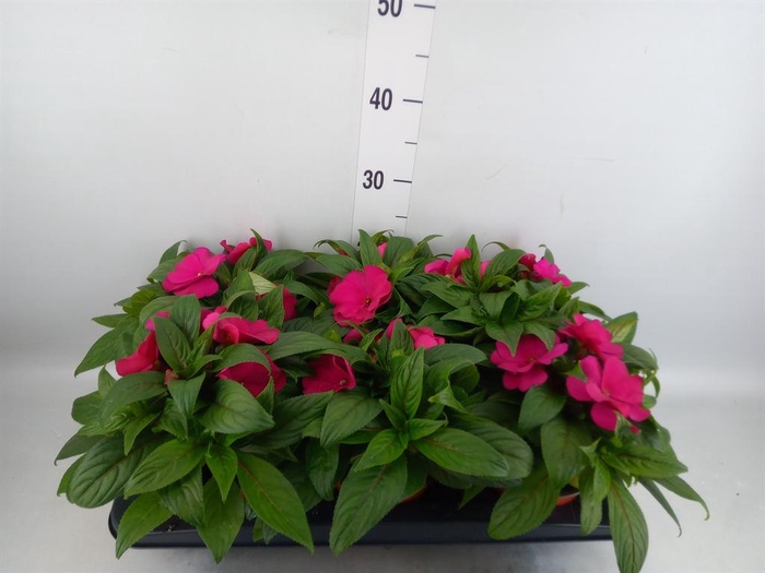 <h4>Impatiens NG 'ColPow Purple Blue'</h4>