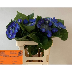 HORTENSIA