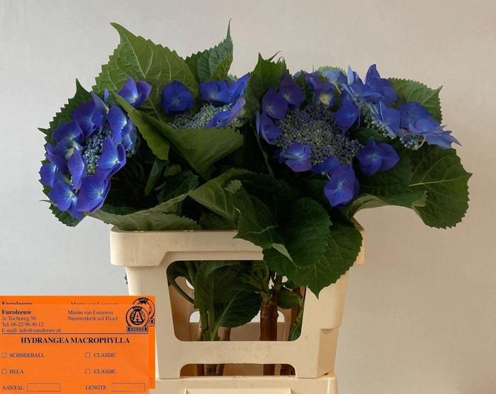 <h4>HORTENSIA</h4>