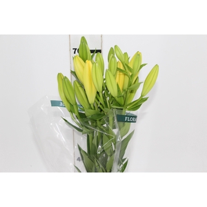 LIRIO PAVIA 070 CM HA 3/4 FLS