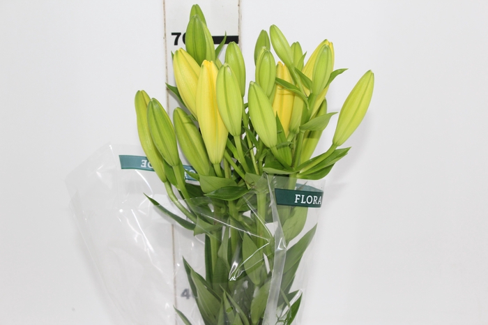 <h4>LIRIO PAVIA 070 CM HA 3/4 FLS</h4>