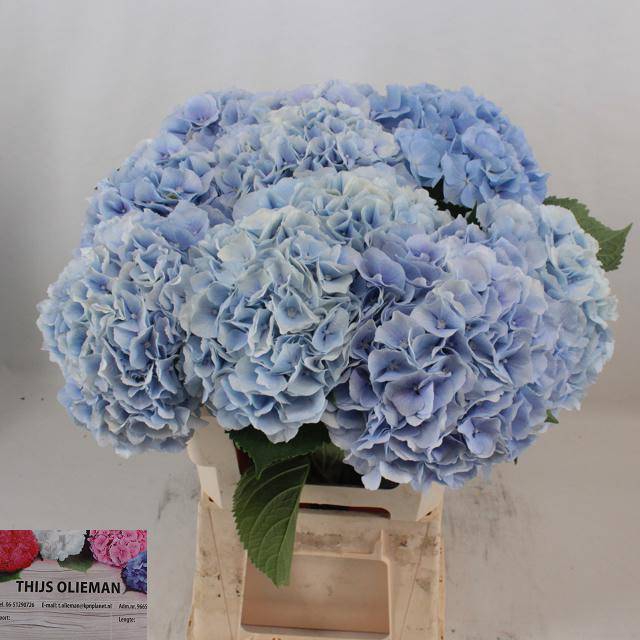 <h4>HYDR M CH VERENA BL</h4>
